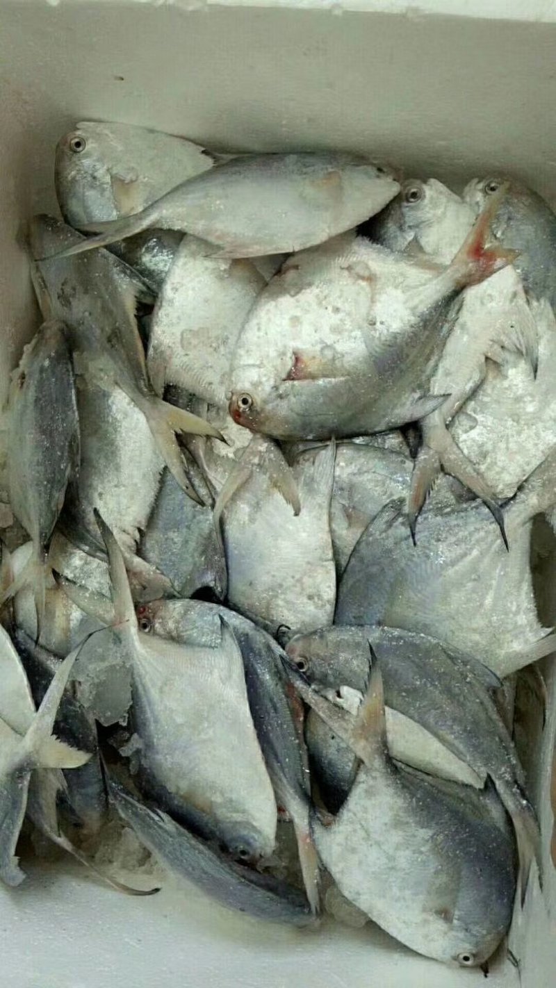 天然野生海钓鲈鱼，白昌鱼🐠海鳗鱼黄瓜鱼小杂海