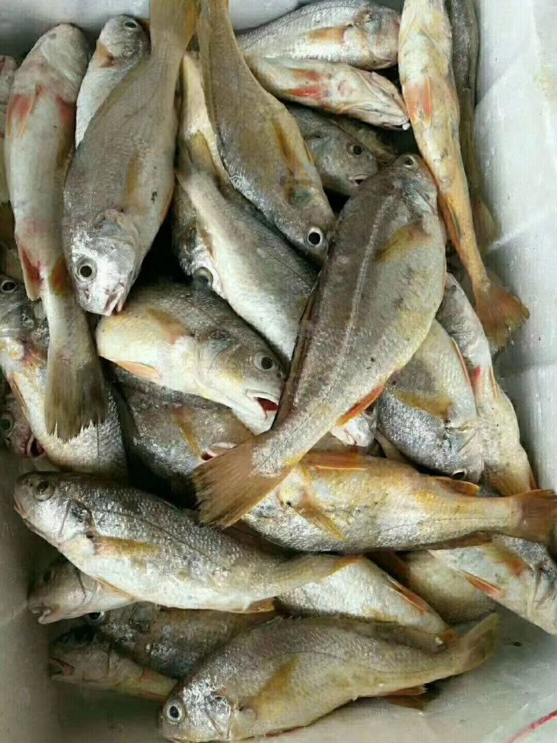 天然野生海钓鲈鱼，白昌鱼🐠海鳗鱼黄瓜鱼小杂海