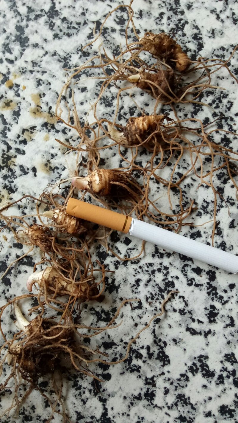 重楼苗