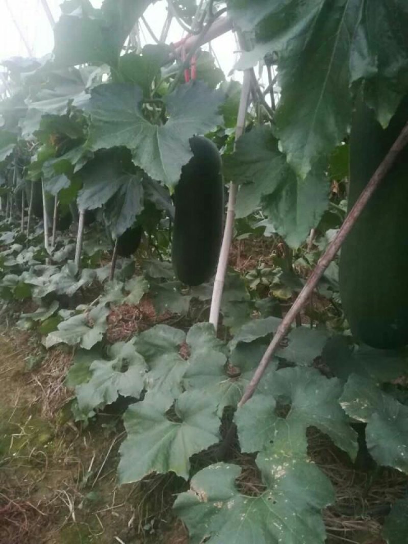 【黑皮冬瓜】河南郸城黑皮冬瓜，产地直销，黑皮冬瓜上市了，