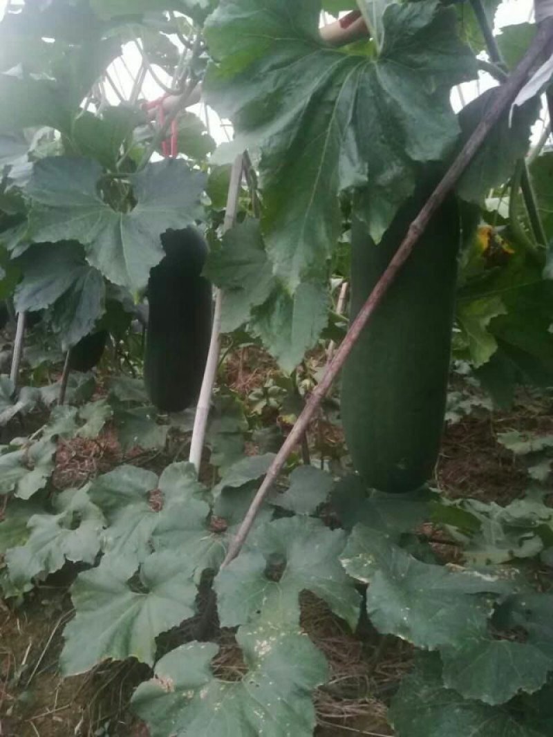 【黑皮冬瓜】河南郸城黑皮冬瓜，产地直销，黑皮冬瓜上市了，