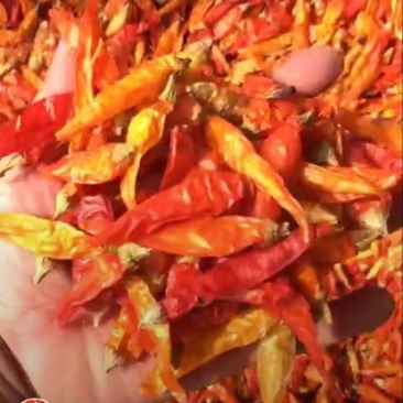 辣椒王有米椒，泡椒，朝天椒