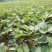 精品红颜草莓苗【**红颜068】根壮茎粗免费技术指导