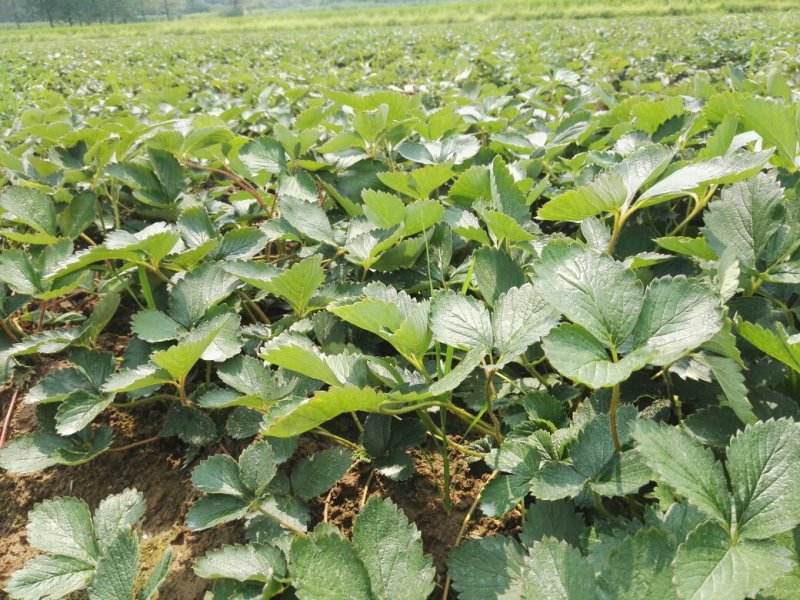 精品红颜草莓苗【**红颜068】根壮茎粗免费技术指导