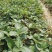 精品红颜草莓苗【**红颜068】根壮茎粗免费技术指导