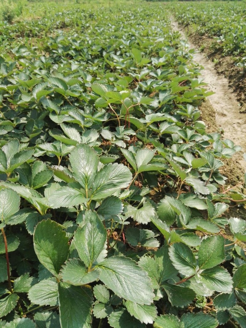 精品红颜草莓苗【**红颜068】根壮茎粗免费技术指导