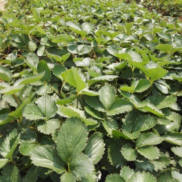 精品红颜草莓苗【**红颜068】根壮茎粗免费技术指导