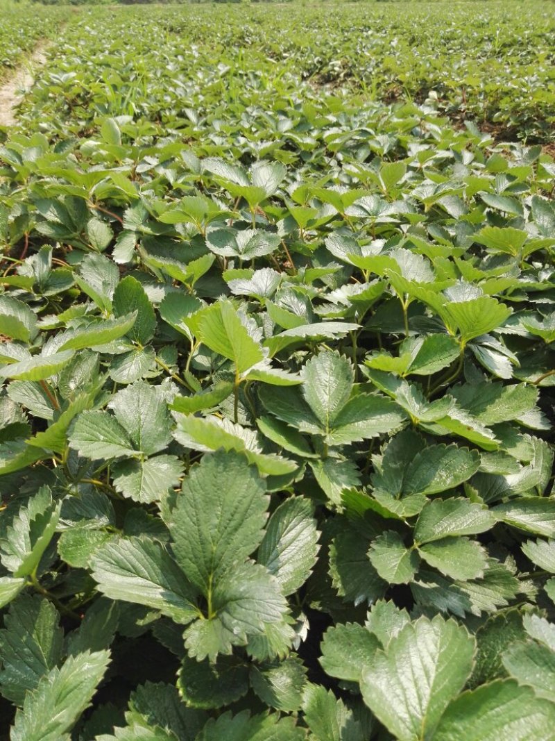 精品红颜草莓苗【**红颜068】根壮茎粗免费技术指导