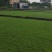 马尼拉草坪