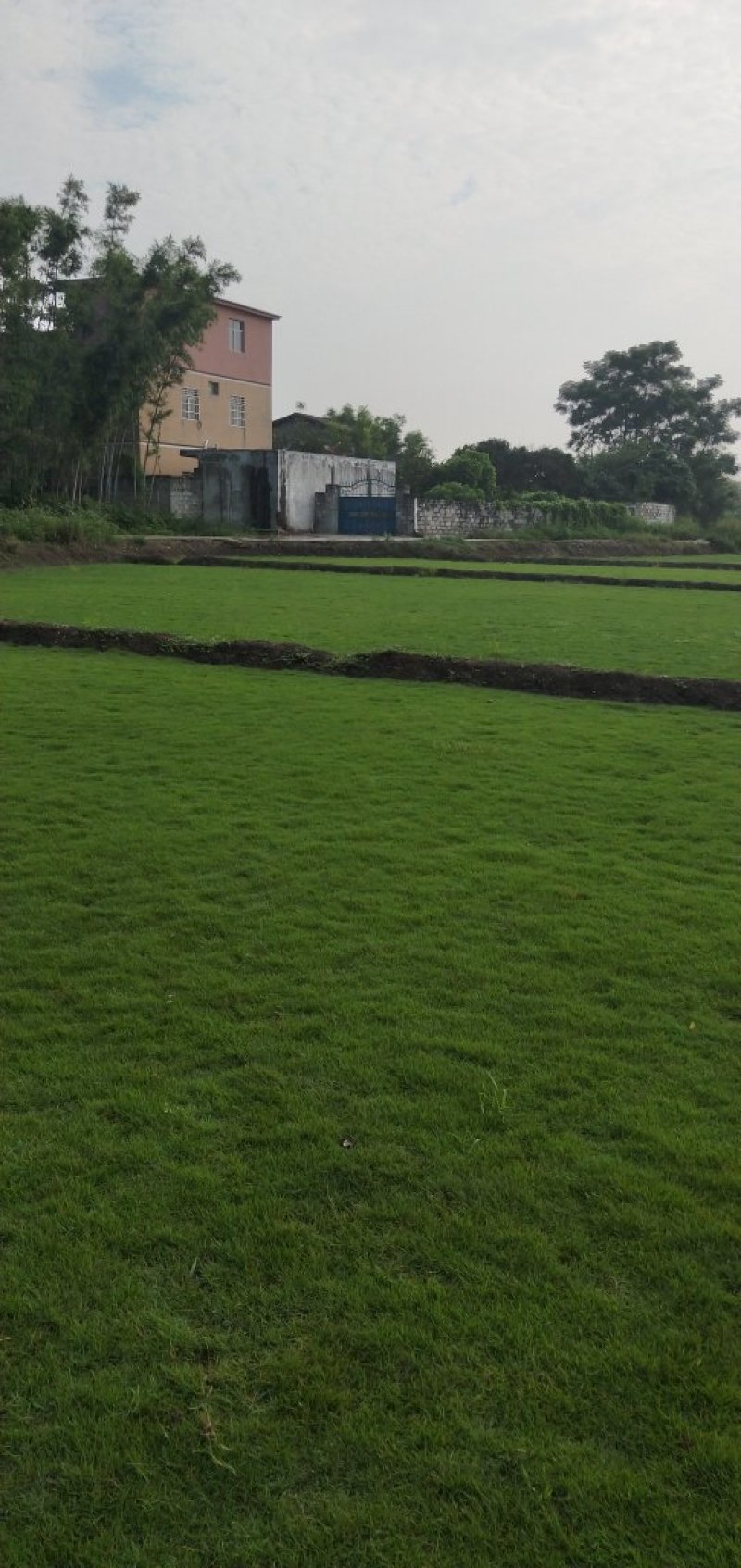 马尼拉草坪
