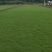 马尼拉草坪