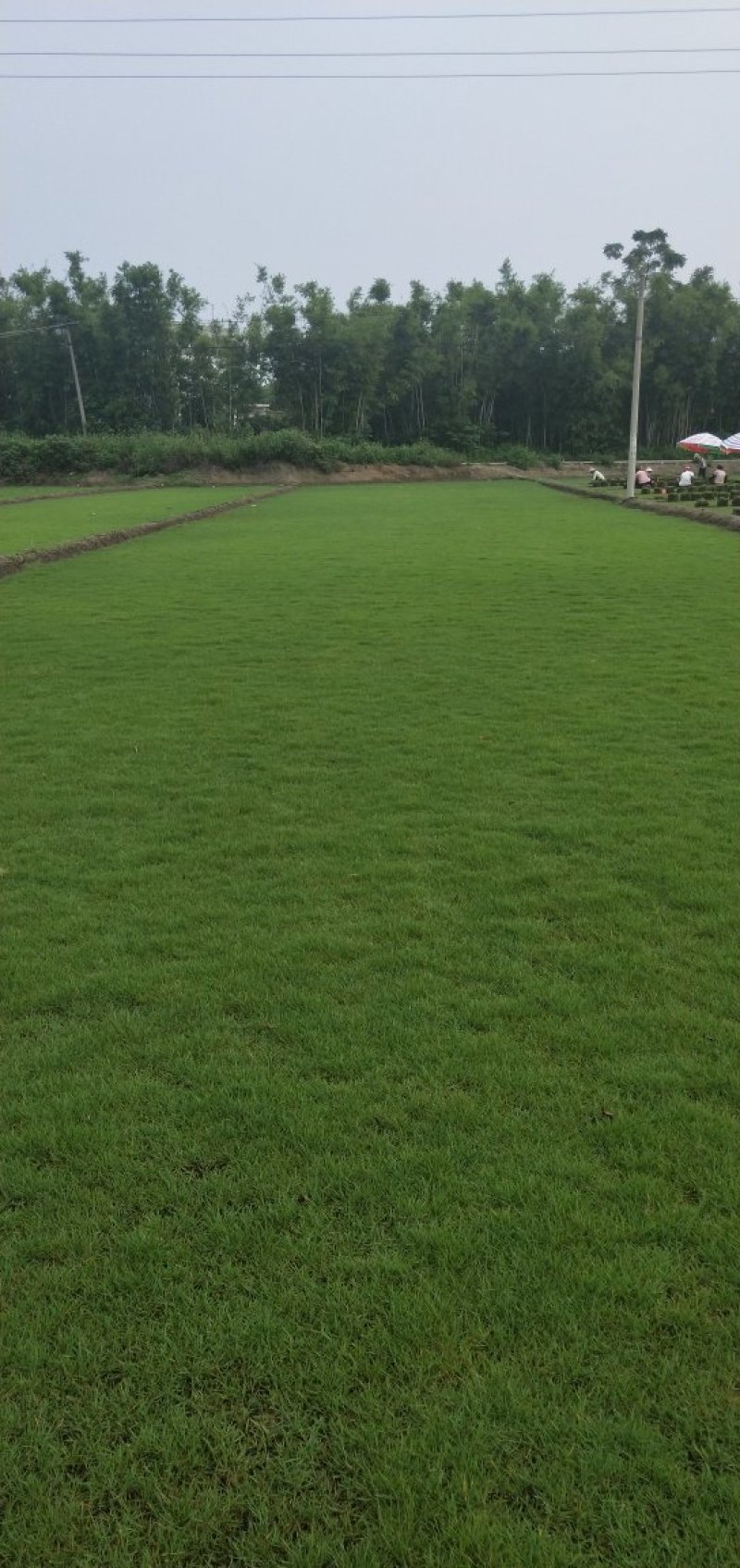 马尼拉草坪