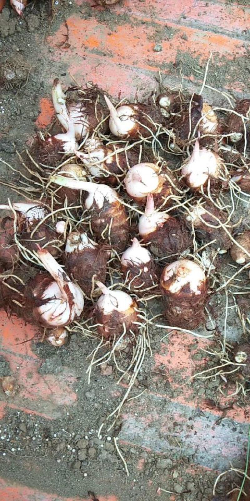 【推荐】万亩精品红芽芋头芋仔芋母规格齐全质量保证