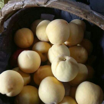 晚黄金黄桃上市啦，