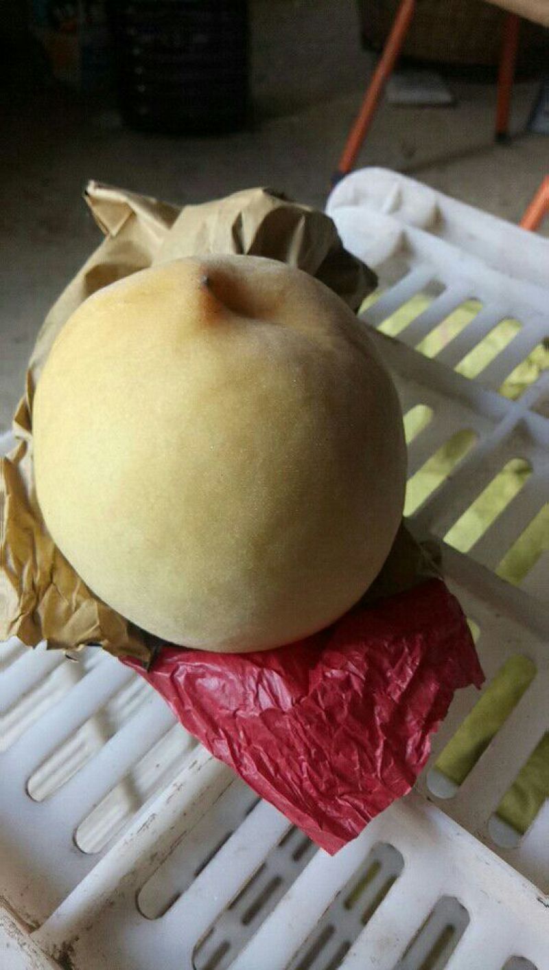 晚黄金黄桃上市啦，