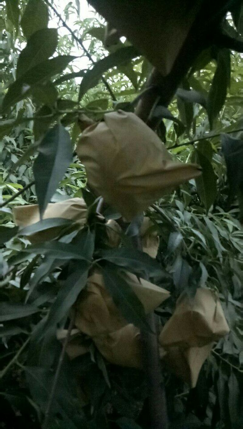 晚黄金黄桃上市啦，