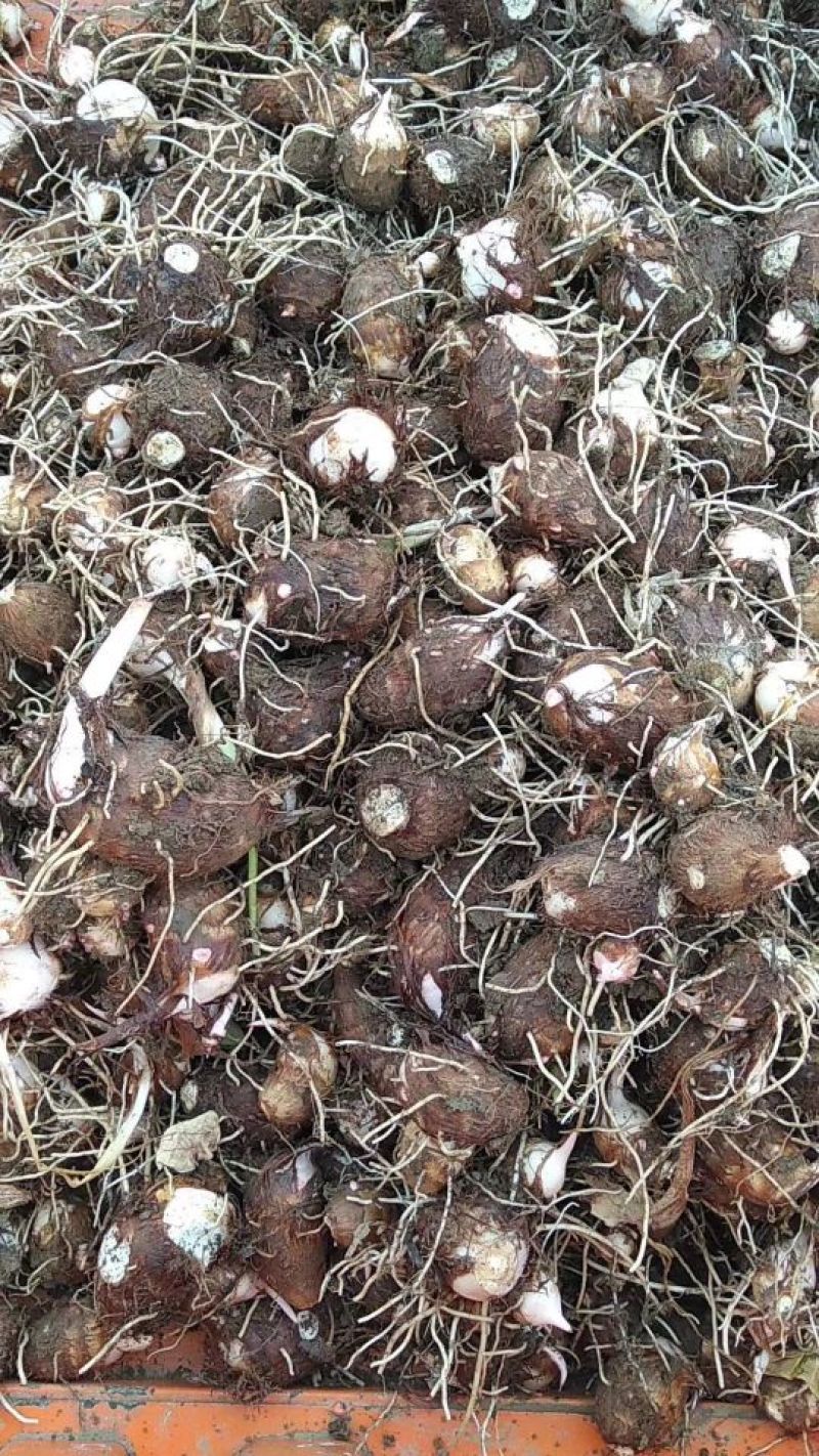 【推荐】万亩精品红芽芋头芋仔芋母规格齐全质量保证
