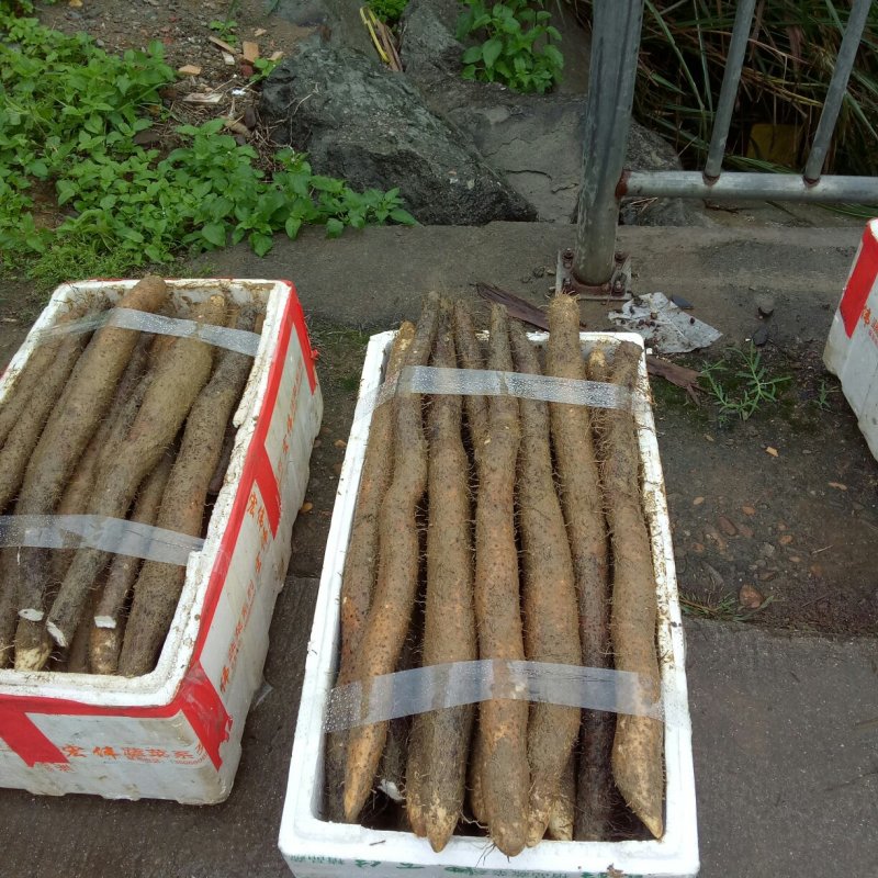供应小白嘴白山药、淮山药，山蓈等