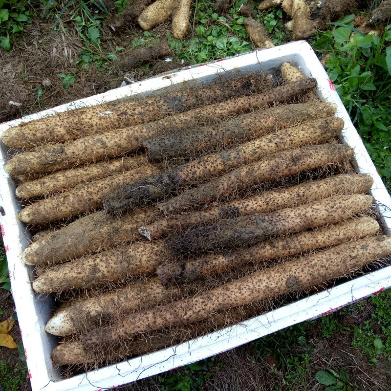供应小白嘴白山药、淮山药，山蓈等