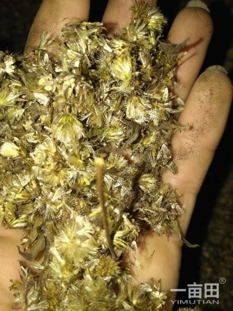 贵州正宗一枝黄花种子