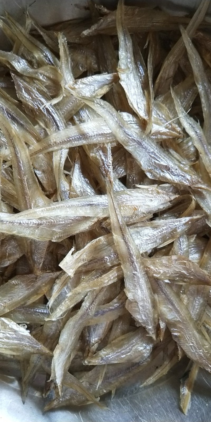 毛刀鱼