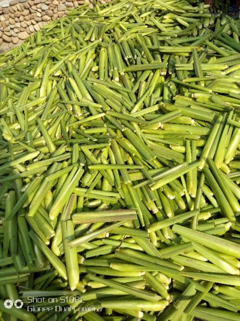 磐安高山茭白