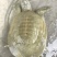 生态甲鱼2~2.5斤