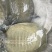 生态甲鱼2~2.5斤