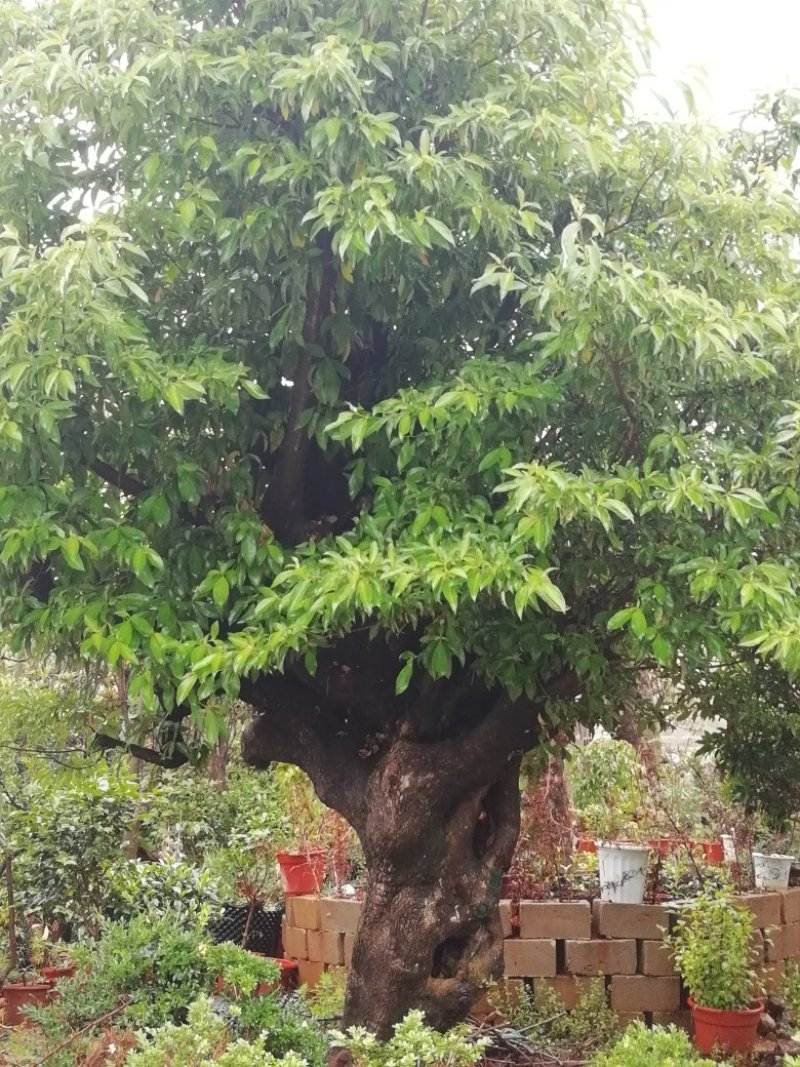 出售各种规格四照花，马樱花，各种绿化树种，四照花，马樱成