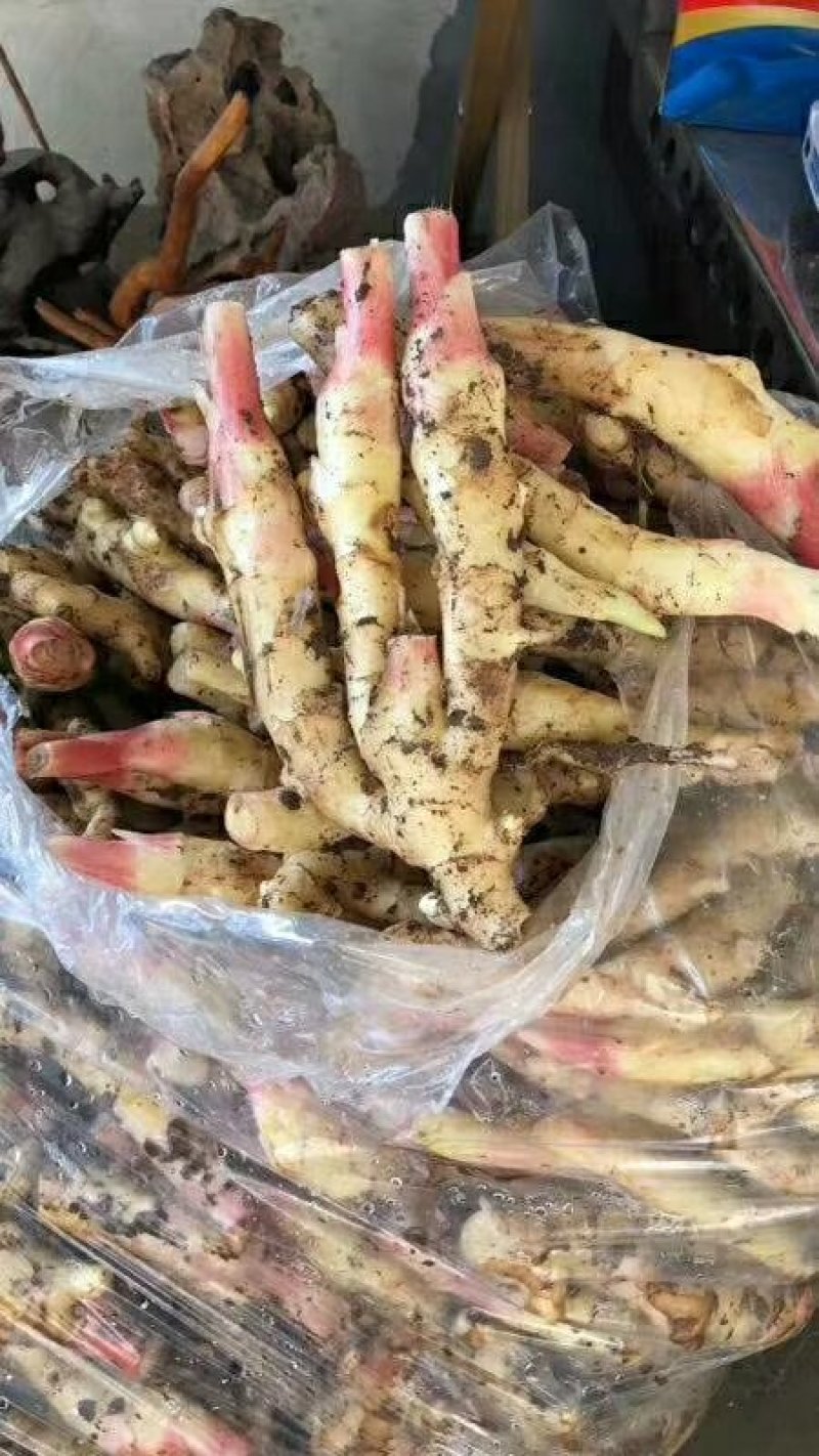 小黄姜批发价格山东日照临沂潍坊小黄姜价格莒县沂水小黄姜价