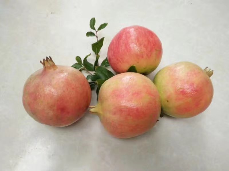 突尼斯软籽石榴