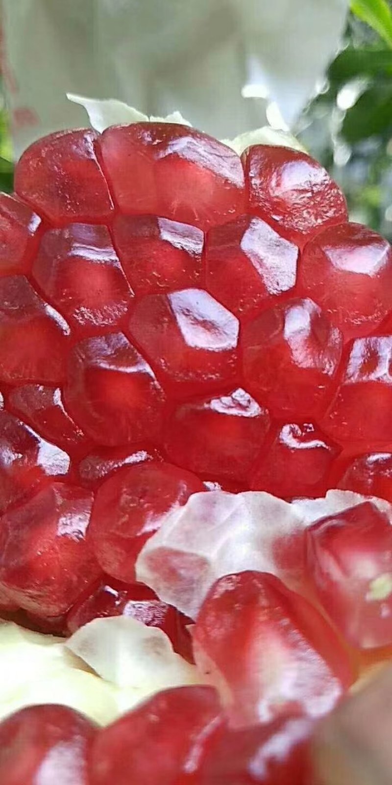 突尼斯软籽石榴