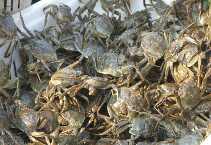 河蟹大闸蟹食用2~2.2两母蟹鲜活