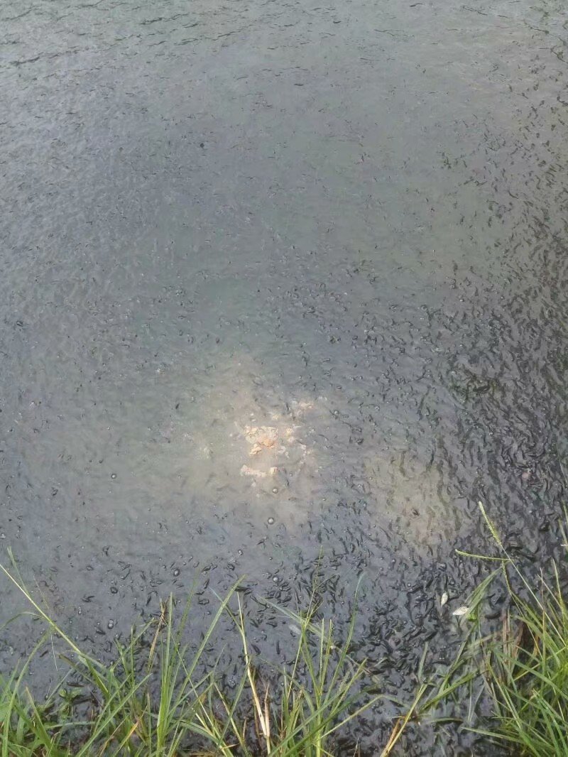 罗非鱼苗
