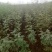 花椒苗，大红袍品种保证质量死苗补发量大价优欢迎咨询