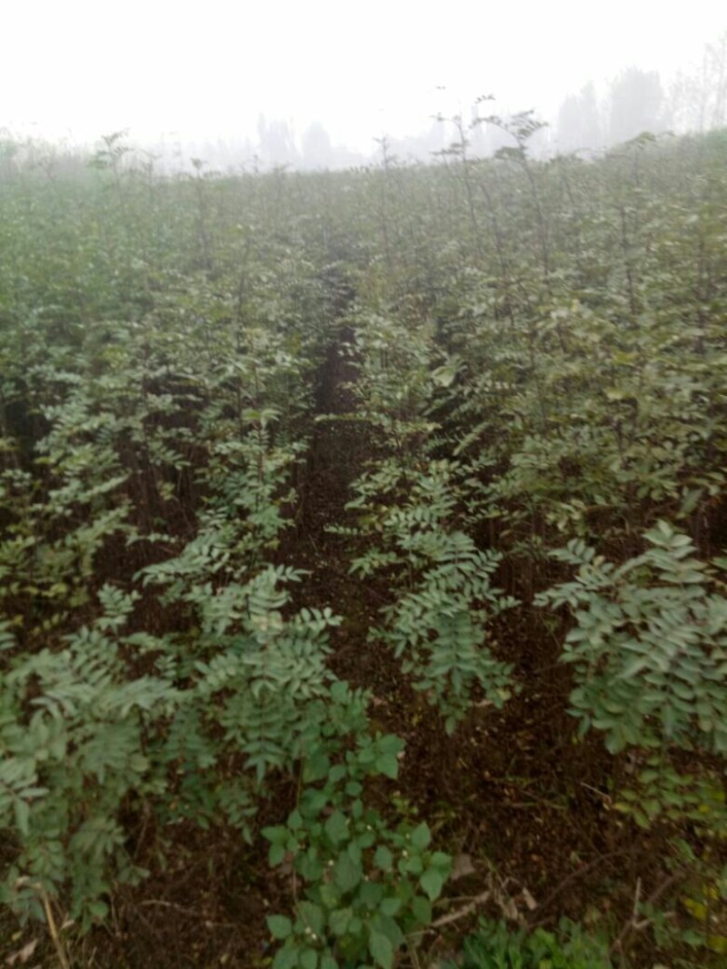 花椒苗，大红袍品种保证质量死苗补发量大价优欢迎咨询