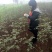 花椒苗，大红袍品种保证质量死苗补发量大价优欢迎咨询