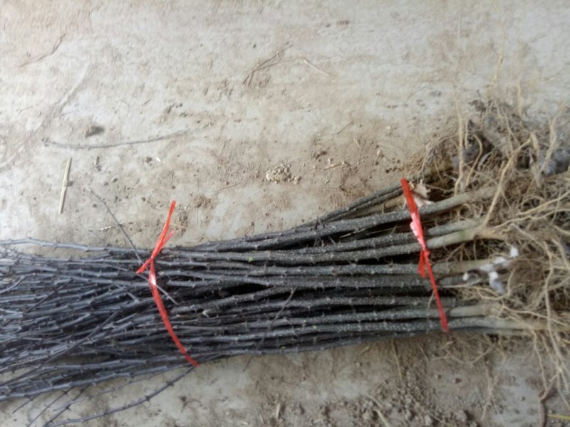 花椒苗，大红袍品种保证质量死苗补发量大价优欢迎咨询