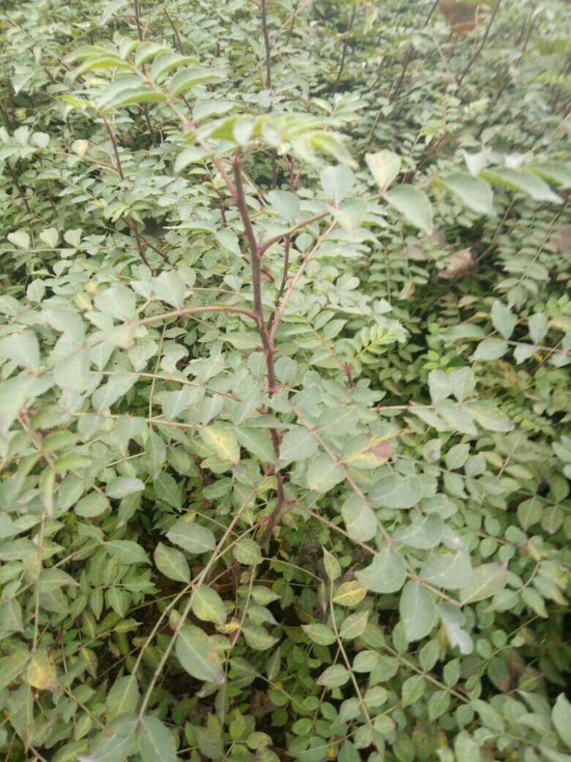 花椒苗，大红袍品种保证质量死苗补发量大价优欢迎咨询