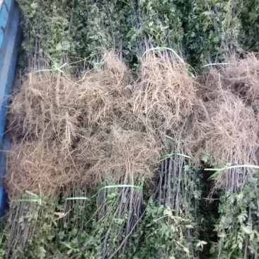 花椒苗，大红袍品种保证质量死苗补发量大价优欢迎咨询