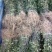 花椒苗，大红袍品种保证质量死苗补发量大价优欢迎咨询
