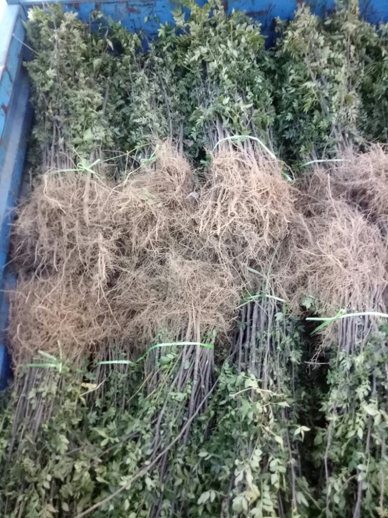 花椒苗，大红袍品种保证质量死苗补发量大价优欢迎咨询
