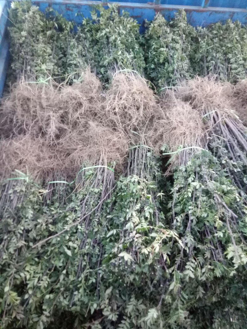 花椒苗，大红袍品种保证质量死苗补发量大价优欢迎咨询