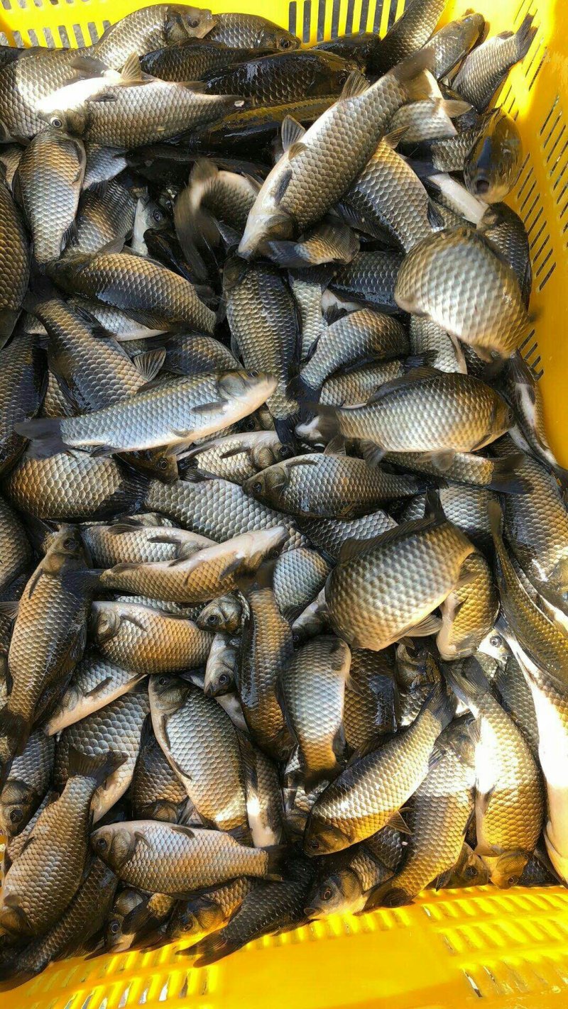 鲫鱼8两以上鲜活垂钓
