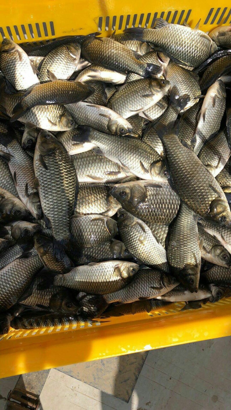 鲫鱼8两以上鲜活垂钓