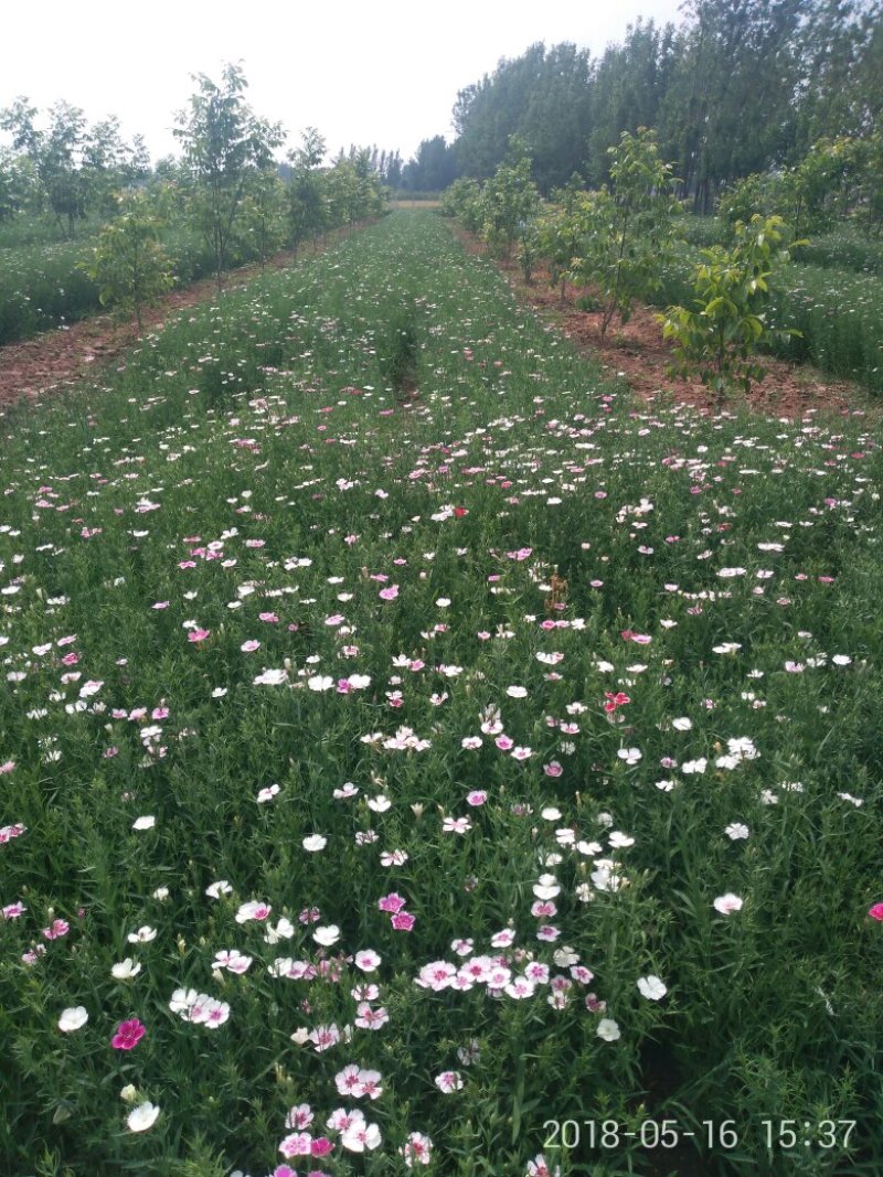 瞿麦节，瞿麦籽，产新