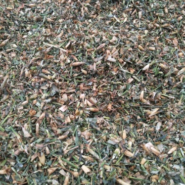 瞿麦节，瞿麦籽，产新