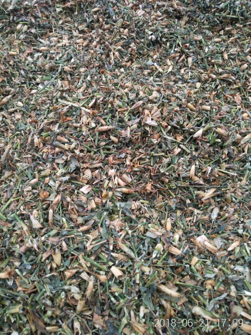 瞿麦节，瞿麦籽，产新