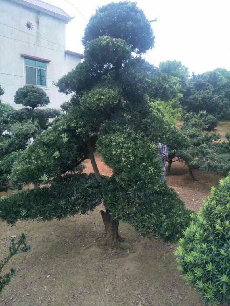 造型罗汉松