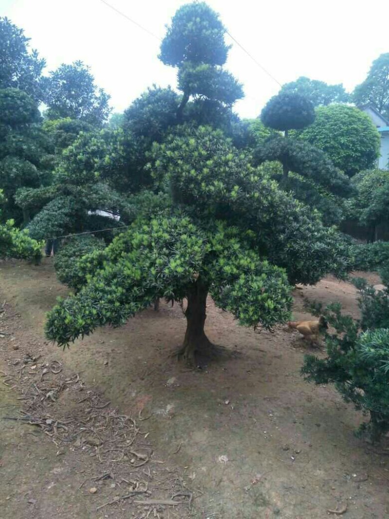 造型罗汉松